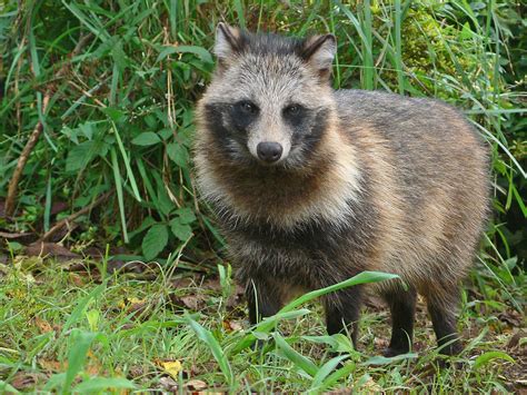 木動物|森の生き物図鑑